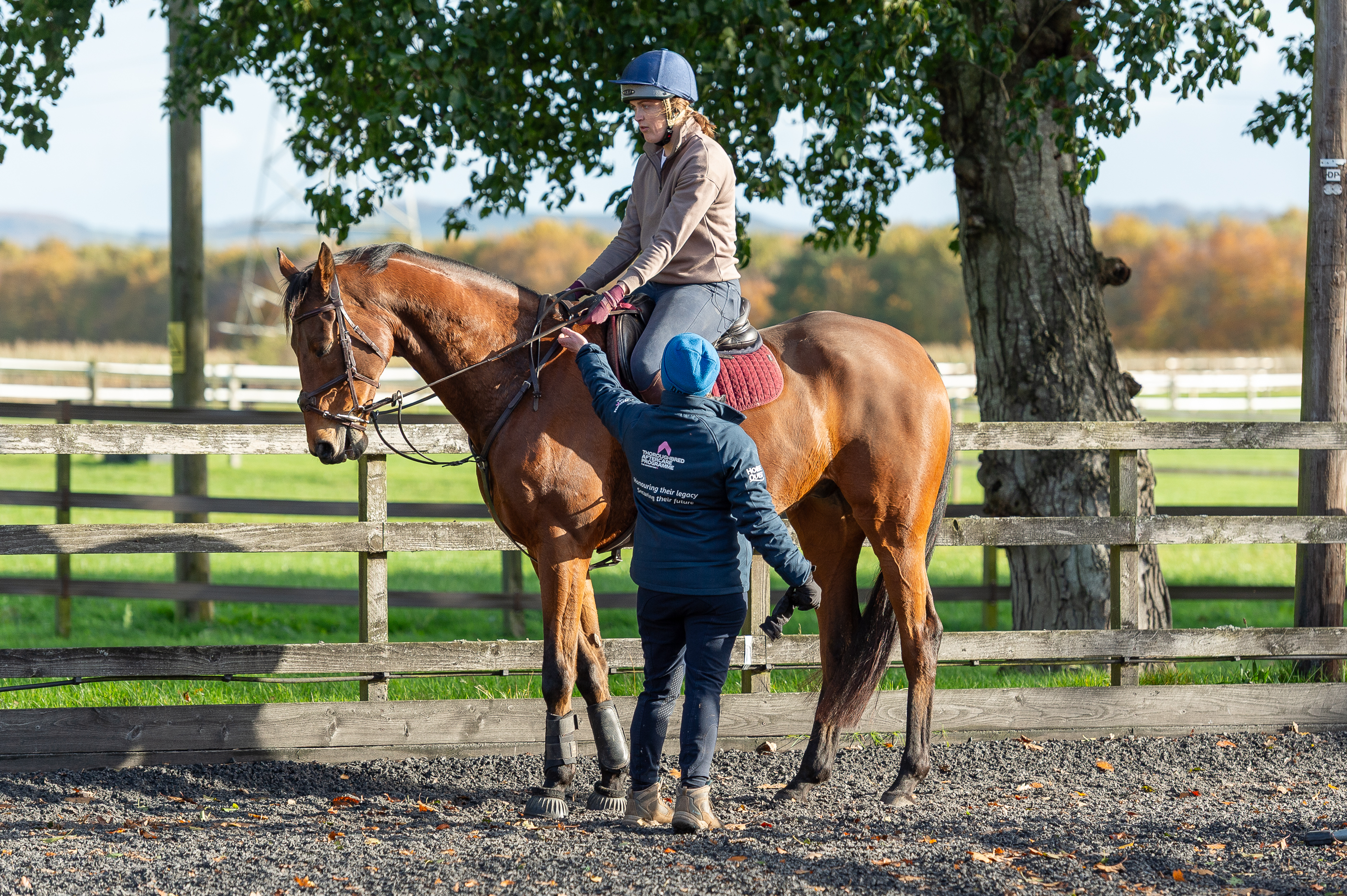 THOROUGHBRED AFTERCARE PROGRAMME – ONE YEAR ON